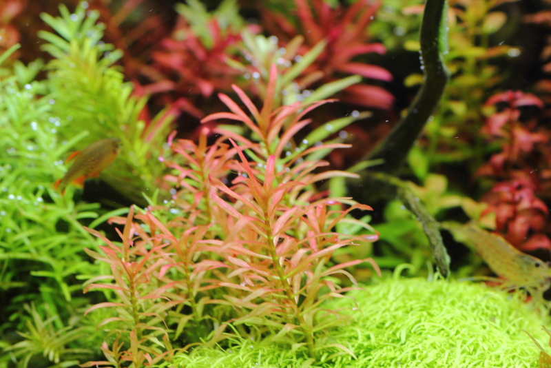 植栽から323日目　アラグアイア　レッドクロスプランツ